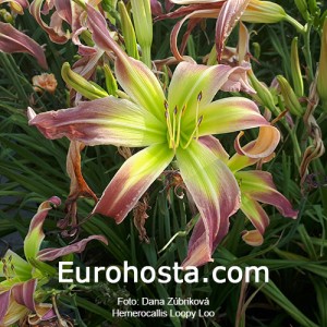 Hemerocallis Loopy Loo - Eurohosta