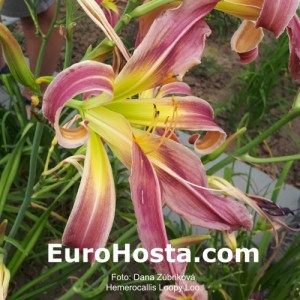 Hemerocallis Loopy Loo - Eurohosta