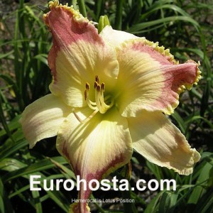 Hemerocallis Lotus Position - Eurohosta