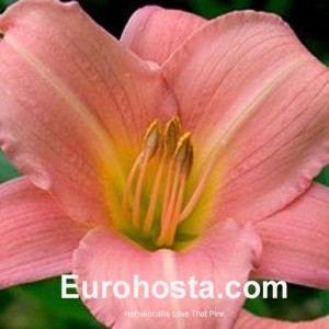 Hemerocallis Love That Pink - Eurohosta