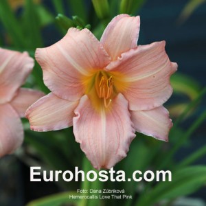 Hemerocallis Love That Pink - Eurohosta