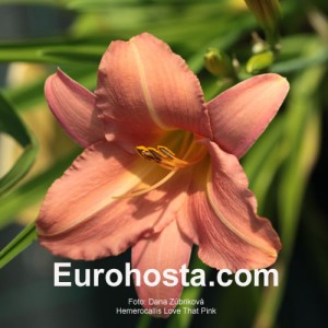 Hemerocallis Love That Pink - Eurohosta