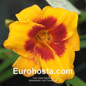 Hemerocallis Love Those Eyes - Eurohosta