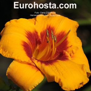 Hemerocallis Love Those Eyes - Eurohosta