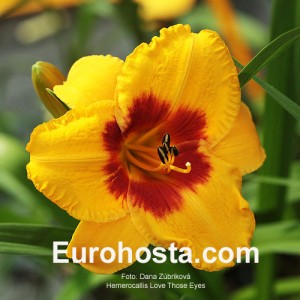 Hemerocallis Love Those Eyes - Eurohosta