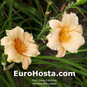 Hemerocallis Lubena