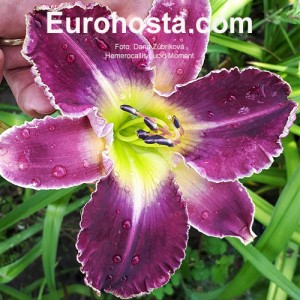 Hemerocallis Lucid Moment