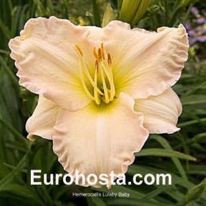 Hemerocallis Lullaby Baby