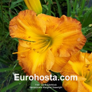 Hemerocallis Margaret Seawright - Eurohosta