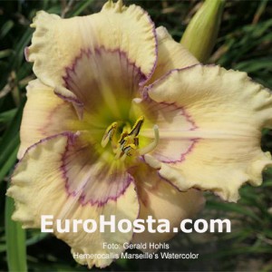 Hemerocallis Buffalo Burning Bush