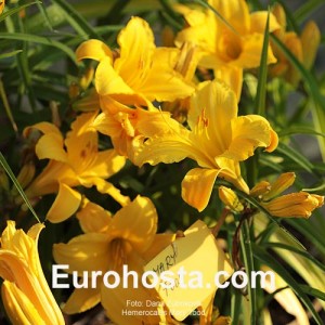 Hemerocallis Mary Tood - Eurohosta