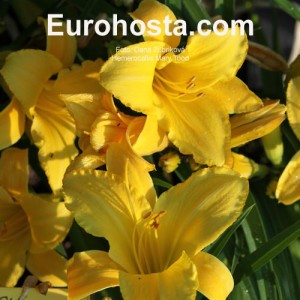 Hemerocallis Mary Tood - Eurohosta