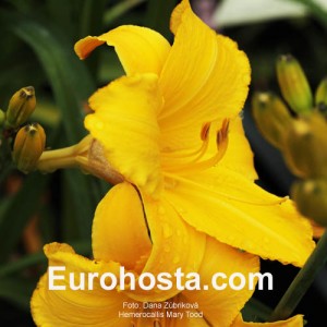 Hemerocallis Mary Tood - Eurohosta