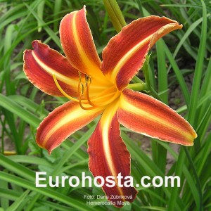 Hemerocallis Stern Von Rio - Eurohosta