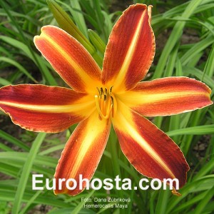 Hemerocallis Stern Von Rio - Eurohosta