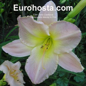 Hemerocallis Melody in Pink - Eurohosta