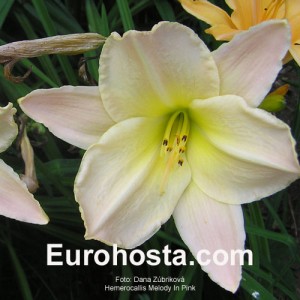 Hemerocallis Melody in Pink - Eurohosta