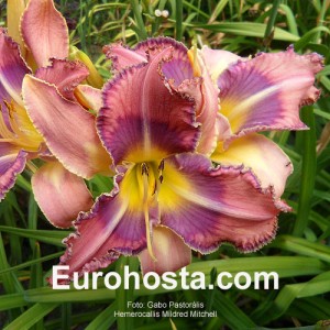 Hemerocallis Mildred Mitchell - Eurohosta