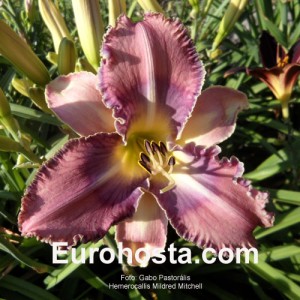 Hemerocallis Mildred Mitchell - Eurohosta