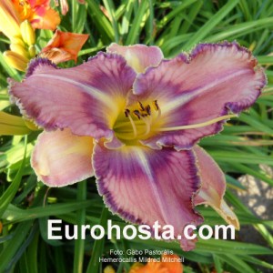 Hemerocallis Mildred Mitchell - Eurohosta