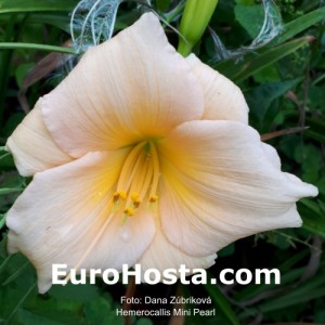 Hemerocallis Mini Pearl - Eurohosta