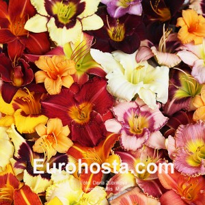 Hemerocallis Mix - Eurohosta