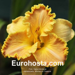 Hemerocallis Moment to Treasure 