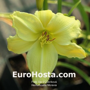 Hemerocallis Moravia