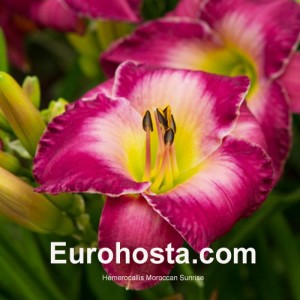 Hemerocallis Moroccan Sunrise - Eurohosta