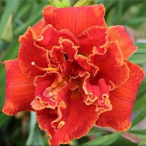 Hemerocallis Moses Fire