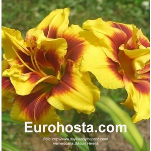 Hemerocallis Mount Helena