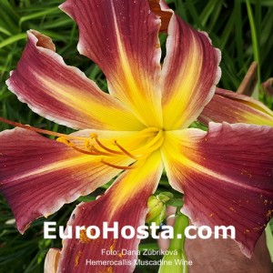 Hemerocallis Muscadine Wine - Eurohosta