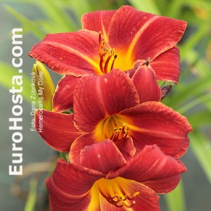 Hemerocallis My Dolie - Eurohosta