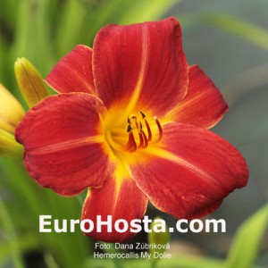 Hemerocallis My Dolie - Eurohosta