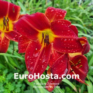 Hemerocallis My Dolie - Eurohosta