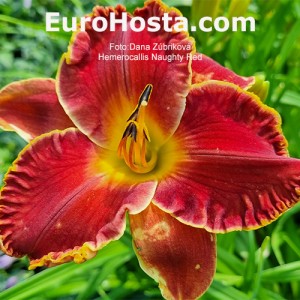 Hemerocallis Naughty Red