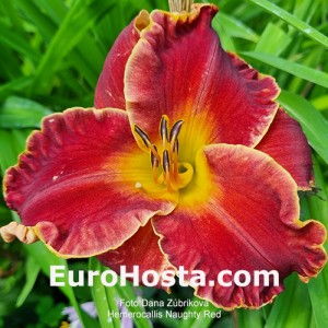 Hemerocallis Naughty Red