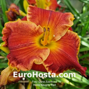 Hemerocallis Naughty Red