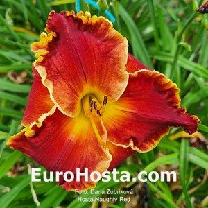 Hemerocallis Naughty Red