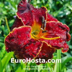 Hemerocallis Naughty Red