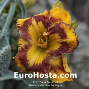 Hemerocallis New Paradigm