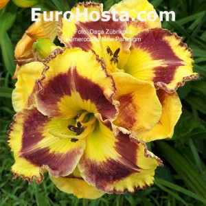 Hemerocallis New Paradigm