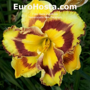 Hemerocallis New Paradigm