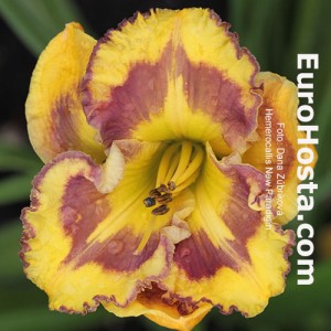 Hemerocallis New Paradigm