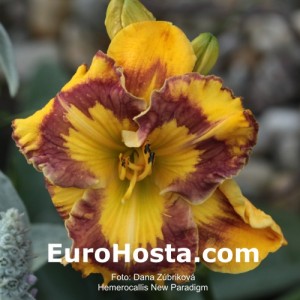 Hemerocallis New Paradigm