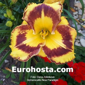 Hemerocallis New Paradigm