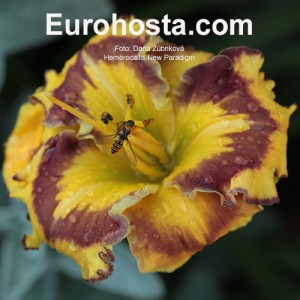 Hemerocallis New Paradigm