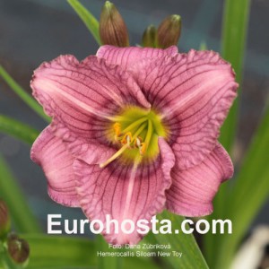 Hemerocallis Siloam New Toy - Eurohosta