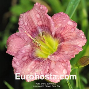 Hemerocallis Siloam New Toy - Eurohosta