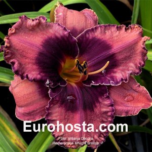 Hemerocallis Night Breeze